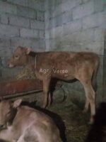 იყიდება ძროხა თავის 2 თვის ხბოსთან ერთად.