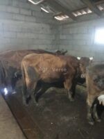 იყიდება ძროხა თავის 2 თვის ხბოსთან ერთად. - Image 2
