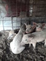 იყიდება გოჭები, 6 ცალი. - Image 2