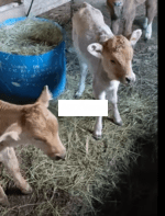 იყიდება ხბოები (დედლები)