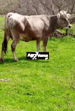 იყიდება 3 სული ძროხა