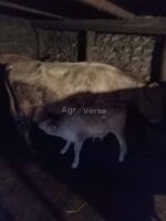 იყიდება ორი ძროხა თავის ბოჩოლებით!