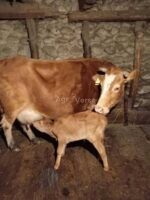 იყიდება ორი ძროხა თავის ბოჩოლებით! - Image 2