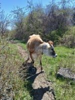 იყიდება სუფთა სისხლის ჯერსის ჯიშის ძროხა