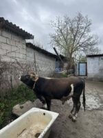 იყიდება ჯანმრთელი საქონელი