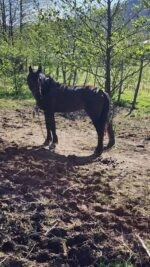 იყიდება 5 წლის ულაყი 🐎