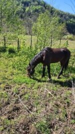 იყიდება 5 წლის ულაყი 🐎 - Image 2