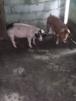 იყიდება სუფთა ჯიშის ხემშრის ბურვაკები