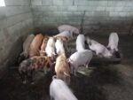 იყიდება სუფთა ჯიშის ხემშრის ბურვაკები - Image 2