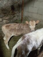იყიდება ხბოები 🐄