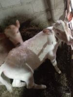 იყიდება ხბოები 🐄 - Image 2