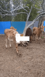 იყიდება მოზარდები