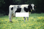 ჰოლშტეინის ძროხა - Image 2