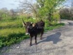 ყიდება ჯანმრთელი და მოვლილი ძროხა.