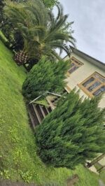 კანადური ნაძვი