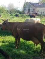 იყიდება ძროხა ხბოთი