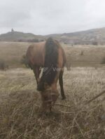 იყიდება მამალი კვიცი 🐎