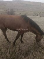 იყიდება მამალი კვიცი 🐎 - Image 2
