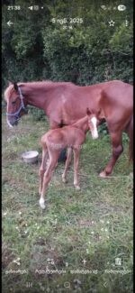 იყიდება ულაყი კვიცი 🐎