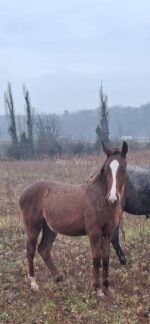 იყიდება ულაყი კვიცი 🐎 - Image 2