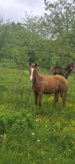 იყიდება ულაყი კვიცი 🐎 - Image 3