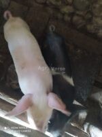იყიდება ბურვაკები - Image 2