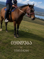 საცხენოსნო კლუბი ქორია - Image 3