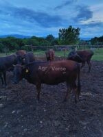 Იყიდება ჯიშიანი დეკეულები ცოცხალი წონა 200 ზევით კახეთში 579345407 - Image 4