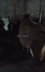 იყიდება ძროხა - Image 4