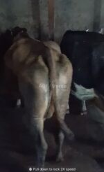 იყიდება ძროხა - Image 3