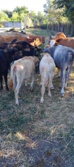იყიდება 5–6 თვის მოზვრები