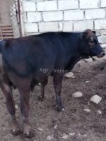 იყიდება მოზვერი