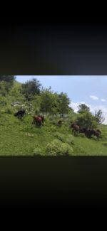 იყიდება მოზარდები - Image 2