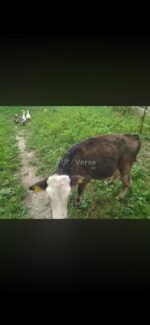 იყიდება მოზვერი