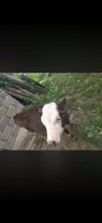 იყიდება მოზვერი - Image 3