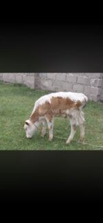 იყიდება ხბო